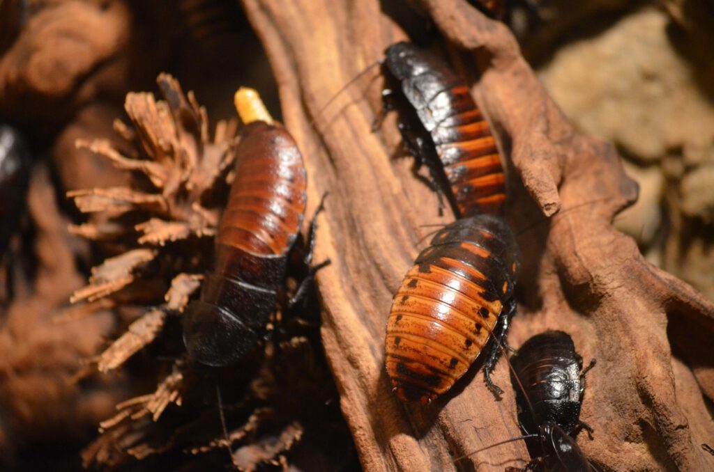 cockroaches, animals, nature, insects-215544.jpg