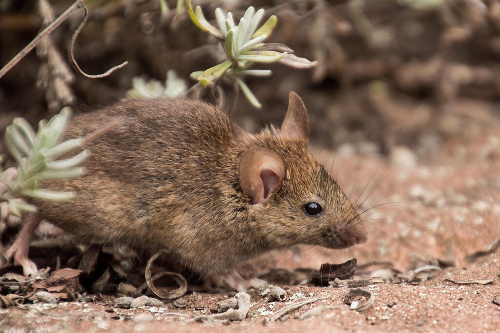 field mouse, mouse, nature, animal, mammal, rodent, garden, fur, furry, small animals, brown, mice, field mouse, field mouse, field mouse, mice, mice, mice, mice, mice-3311668.jpg