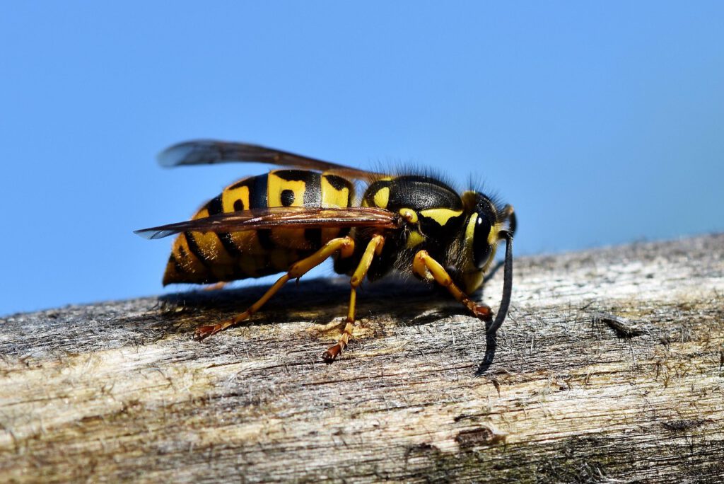 hornet, insect, wasp, sting, animal, macro, prickly, close up, wing, nature, garden, hornet, wasp, wasp, wasp, wasp, wasp-3336385.jpg